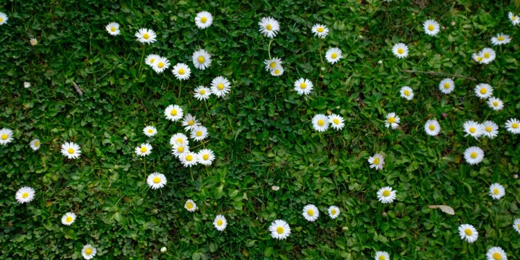 Ein ruhiger Frühlingsmorgen: Ein Spaziergang zum Schrebergarten