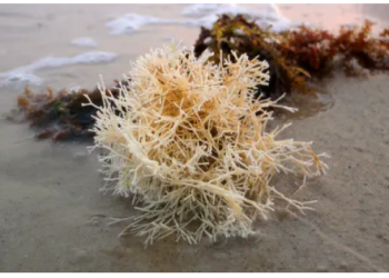 Sensilab: Gesundheit, Vitalität und Wohlbefinden